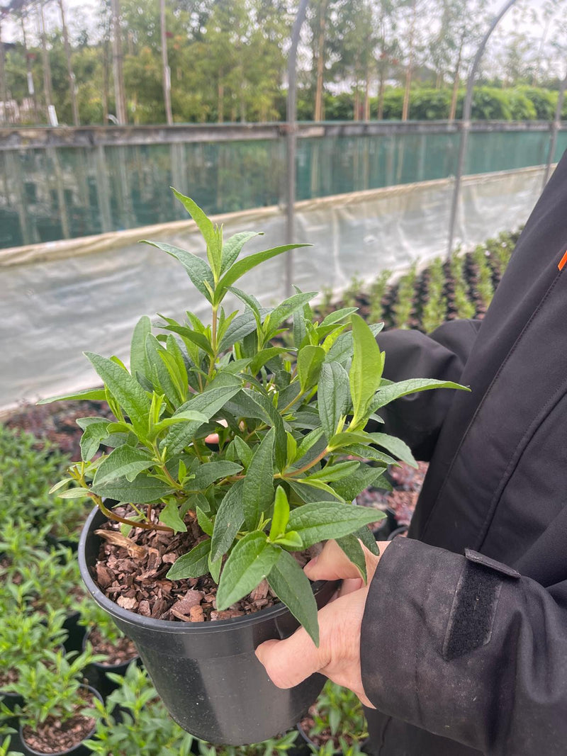 Cistus Decumbens 3 Litre Pot