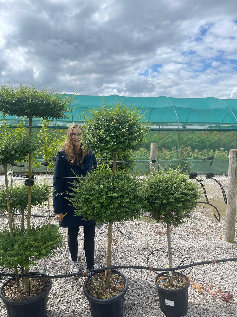 Sell Off Ligustrum Delavayanum 3 Ball Stack - 25 Litre Pot