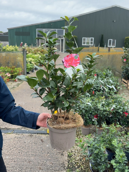 Camellia Japonica Kasuga Yama 3 Litre Pot