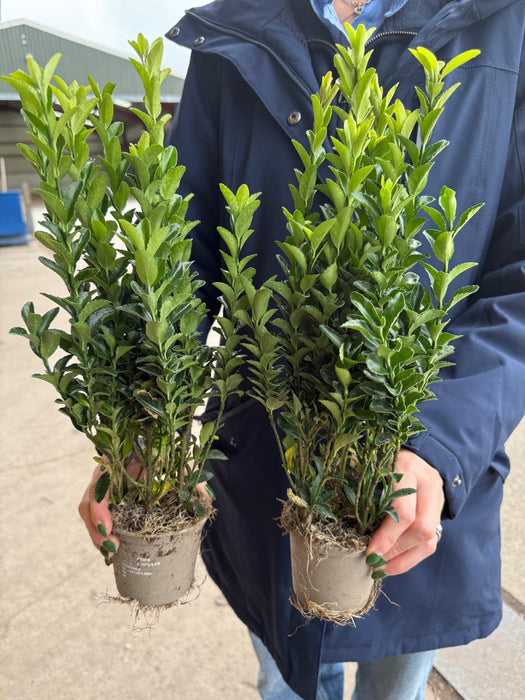 Euonymus japonicus Green Spire 24 x 9cm Mega Pack