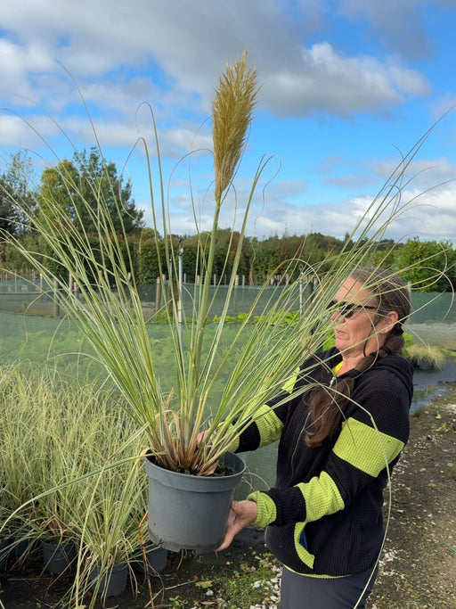 Cortaderia Selloana Mini Silverpampas 7.5 Litre Pot