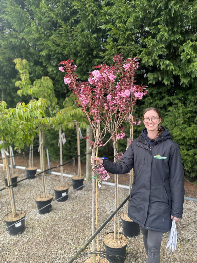 Prunus ser. Royal Burgundy Half Std 25 Litre Pot