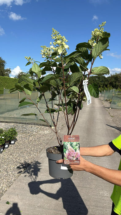 Hydrangea Paniculata Pinky Winky 4 Litre Pot 40/60cm
