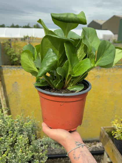 Bergenia cordifolia Purpurea 2 Litre Pot