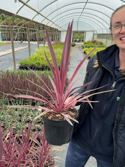 Cordyline australis 'Pink Passion' - Cabbage Palm 3 Litre Pot
