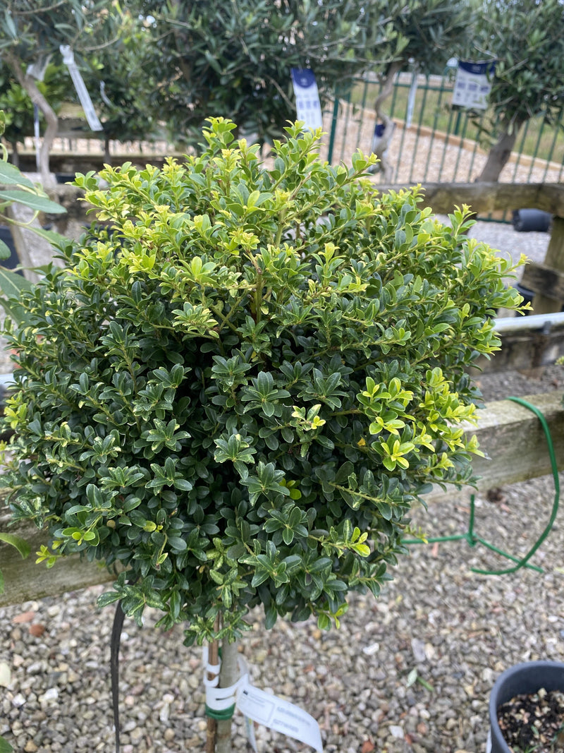 Ilex Crenata Dark Green 12 Litre Pot 1/4 Standard
