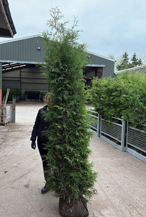 Big Deal Thuja Brabant 225-250cm Root Ball x 20 Delivery Jan/Feb