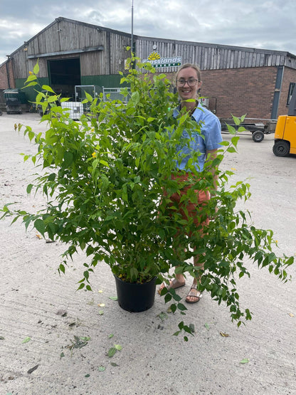 Kerria Japonica Golden Guinea 20 Litre Pot 125/150cm Tall