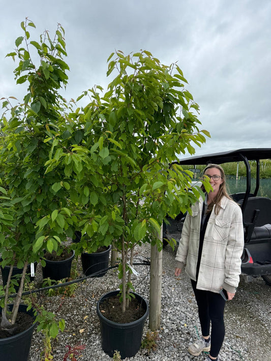 Prunus Avium Multi Stem 175/200cm