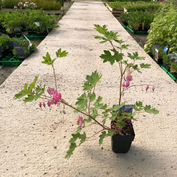 Dicentra Spectabilis 3 Litre Pot