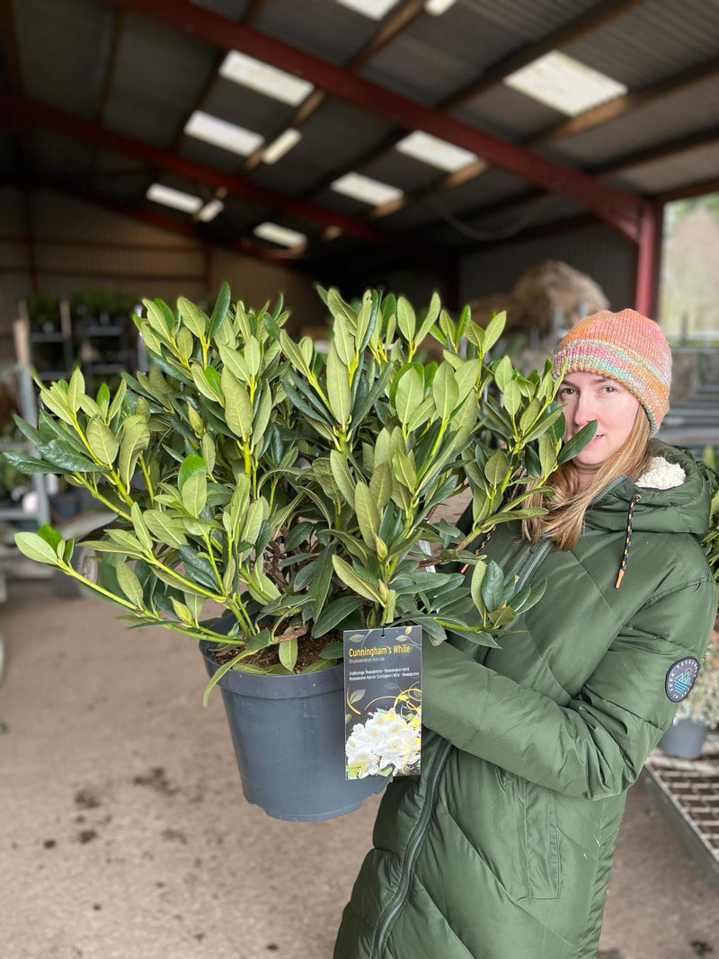Rhododendron Hybrid Cunninghams White 12 Litre Pot
