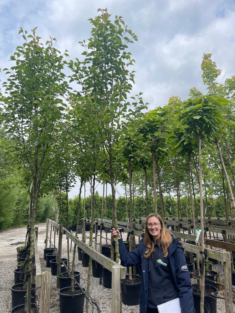 Pyrus Chanticleer Standard 8-10cm Girth