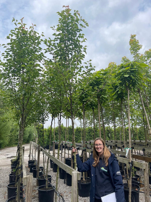 Pyrus Chanticleer Standard 8-10cm Girth Rootballed