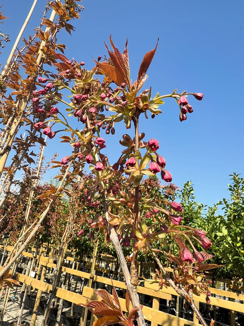 Prunus Kanzan Standard 8-10cm Girth 30 Litre Pot