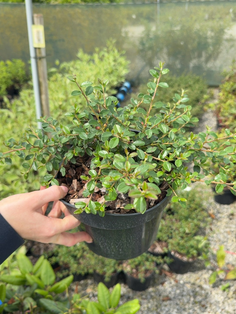 Cotoneaster dammeri 'Coral Beauty' - Bearberry Cotoneaster 3 Litre Pot