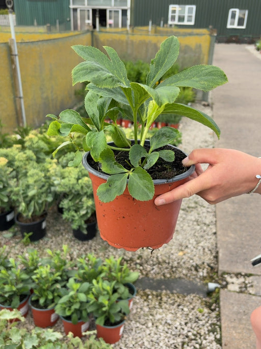Helleborus Orientalis 2 Litre Pot
