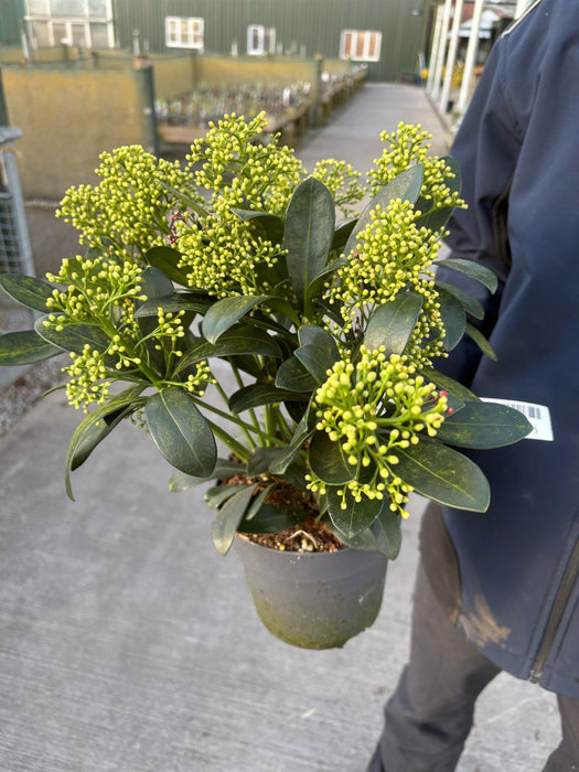 Skimmia Japonica Finchy 1.5 Litre Pot