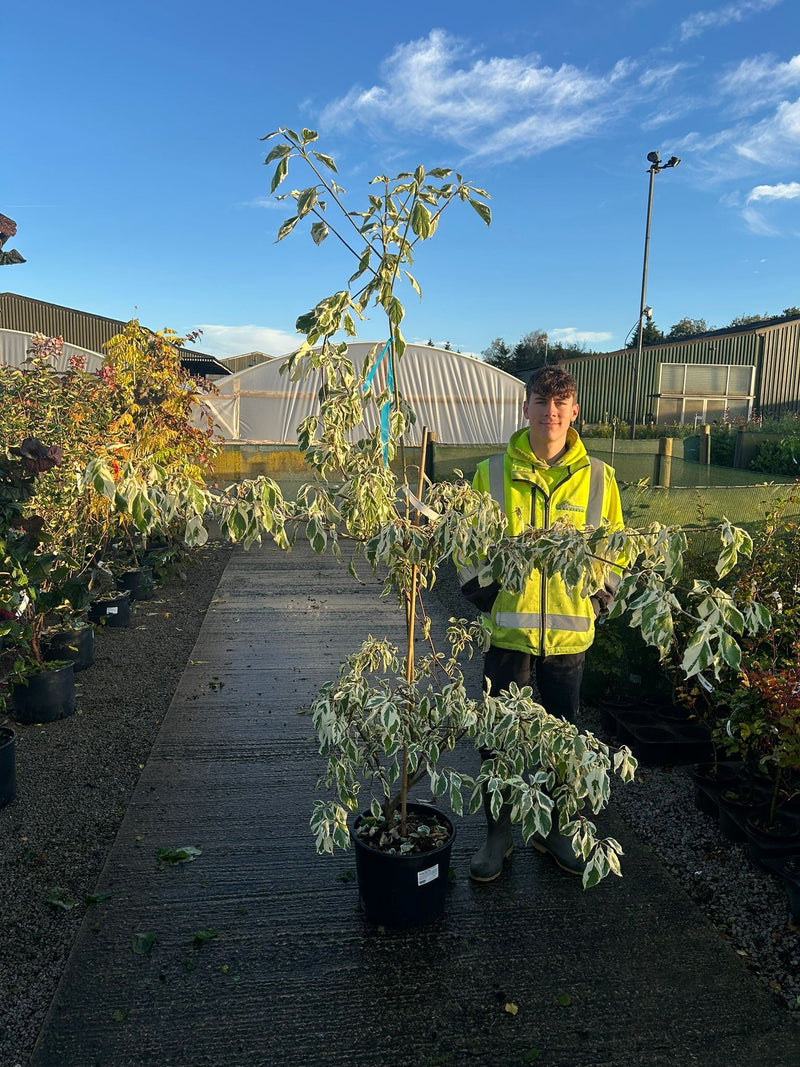 Cornus Controversa Variegata 50 Litre Pot 150/175cm Tall