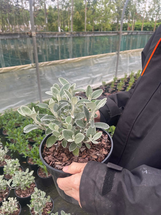 Senecio Sunshine 2 Litre Pot