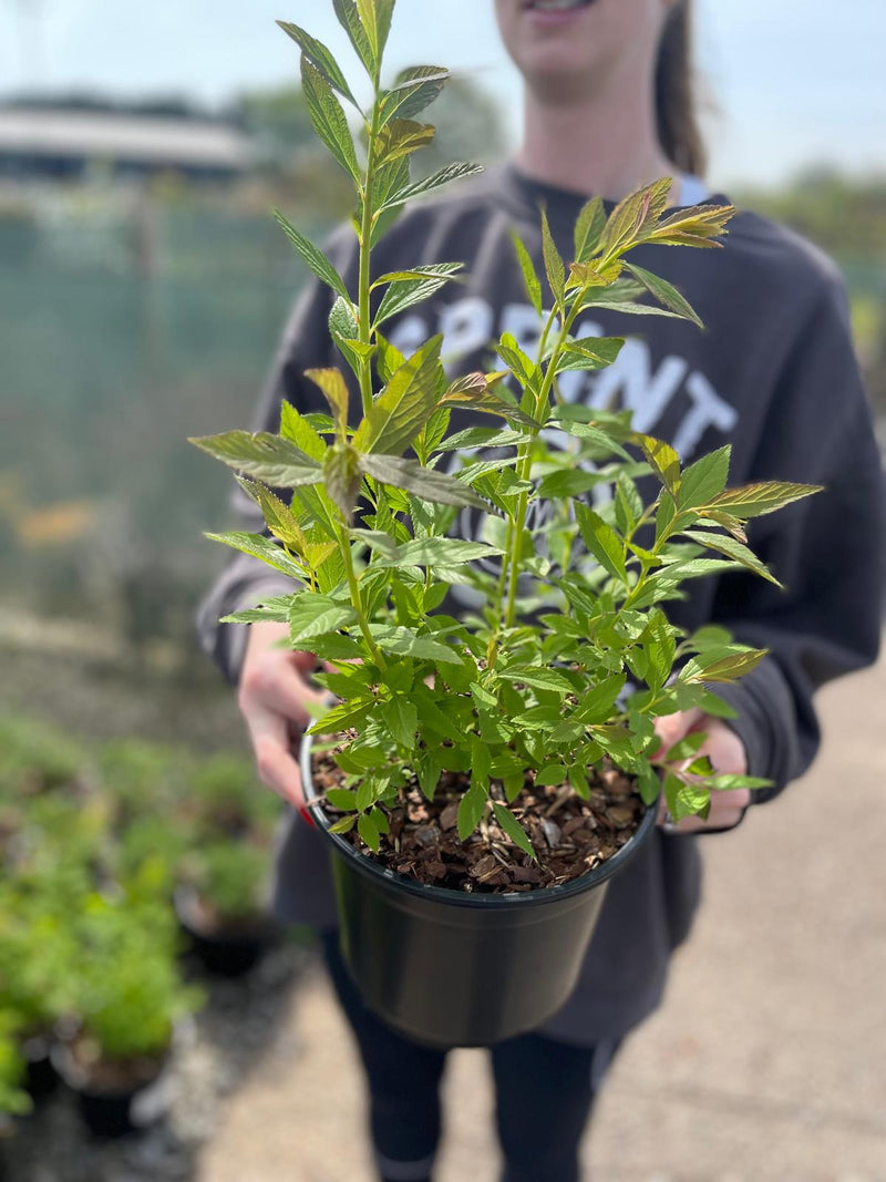 Spiraea Shirobana 3 Litre Pot