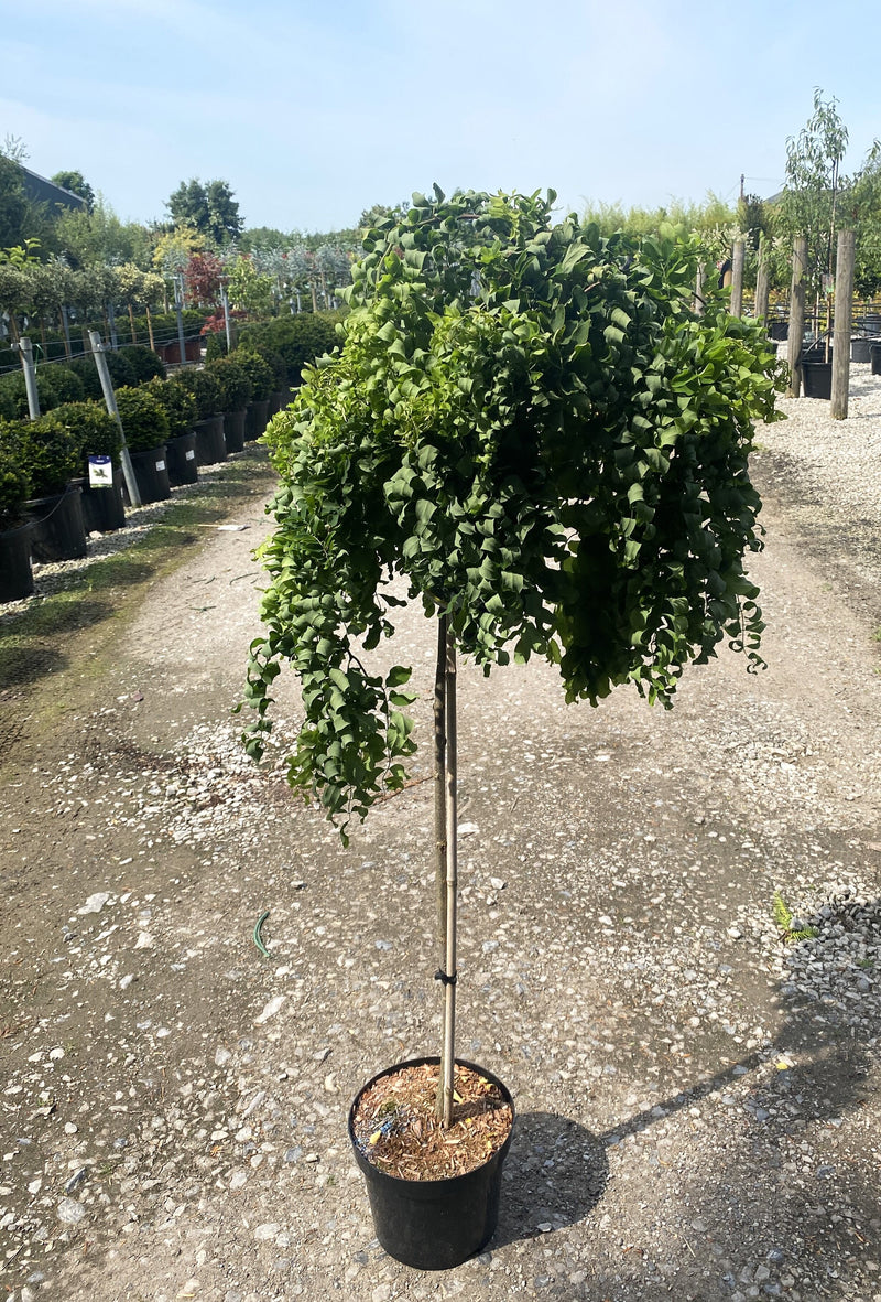 Robinia pseud. Twisty Baby 5 Litre Pot Half Standard