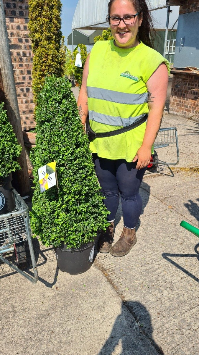 Ilex Crenata Dark Green Cone 15 Litre Pot 90cm