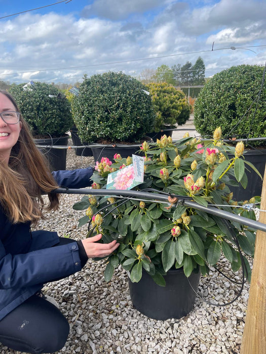 Rhododendron Yak. Percy Wiseman 30 Litre Pot