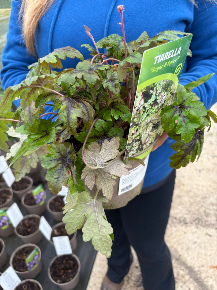 Tiarella Sugar And Spice 2 Litre Pot