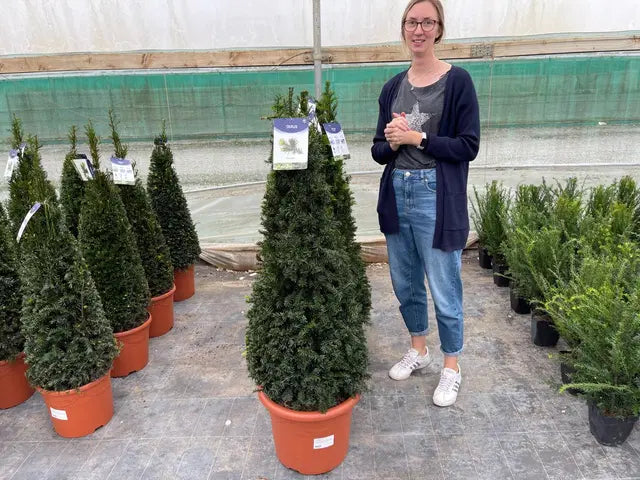 Yew Cone - Taxus Baccata Cone 100/110cm