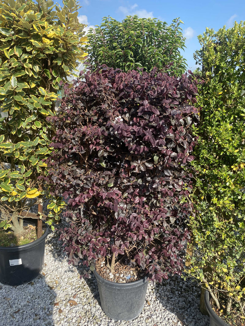 Loropetalum Chinense Black Pearl Pleached Panel 100cm Tall x 60cm Wide