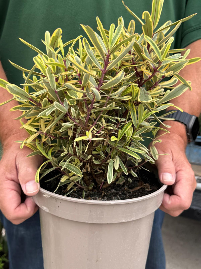 Hebe Jewel Of the Nile 5 Litre Pot