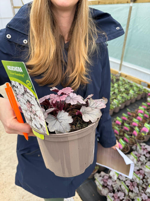 Heuchera Silver Gum Drop 2 Litre Pot