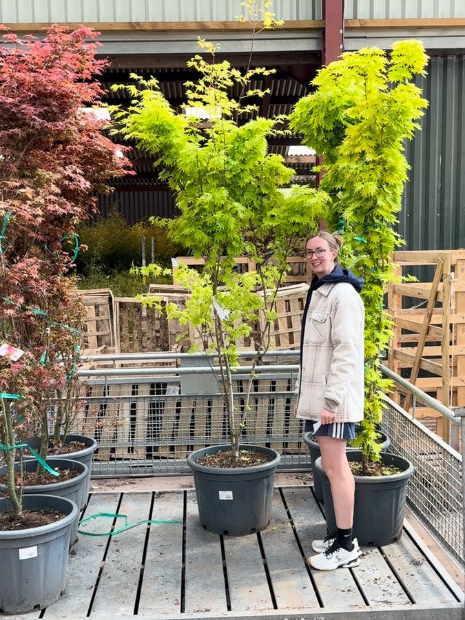Acer Shirasawanum Jordan 65 Litre Pot