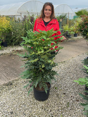 Mahonia media Charity 20 Litre Pot 80/100cm