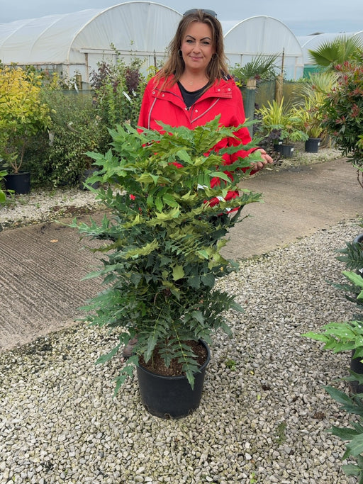 Mahonia media Charity 20 Litre Pot 80/100cm