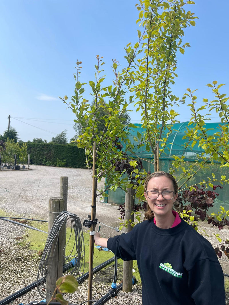 Plum Prunus Dom. Hauszwetsche 10 Litre Pot Half Standard
