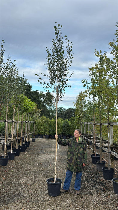 Betula Utilis Jacquemontii 6/8cm Girth 30 Litre Pot