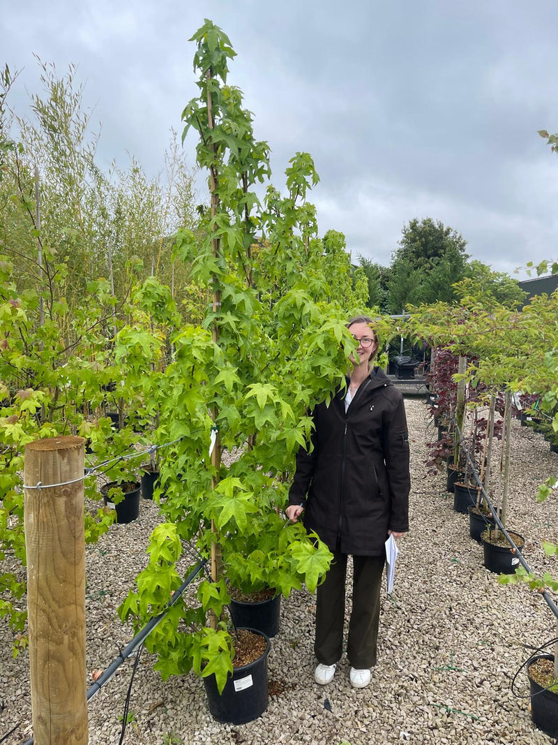 Liquidambar styraciflua Lane Roberts 15 Litre Pot