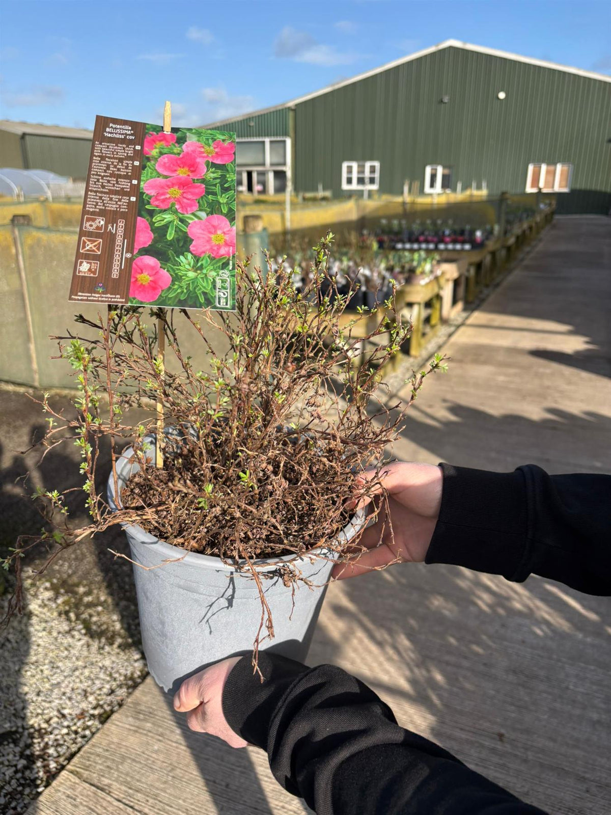 Potentilla fruticosa Bellissima 4.5 Litre Pot