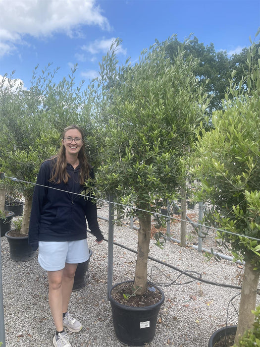 Olea Europea Or Olive Tree Heavy 70cm Stem