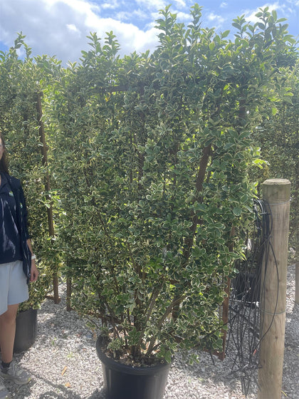 Euonymus japonicus Pleached Bravo Wall Frame 160 x 110cm