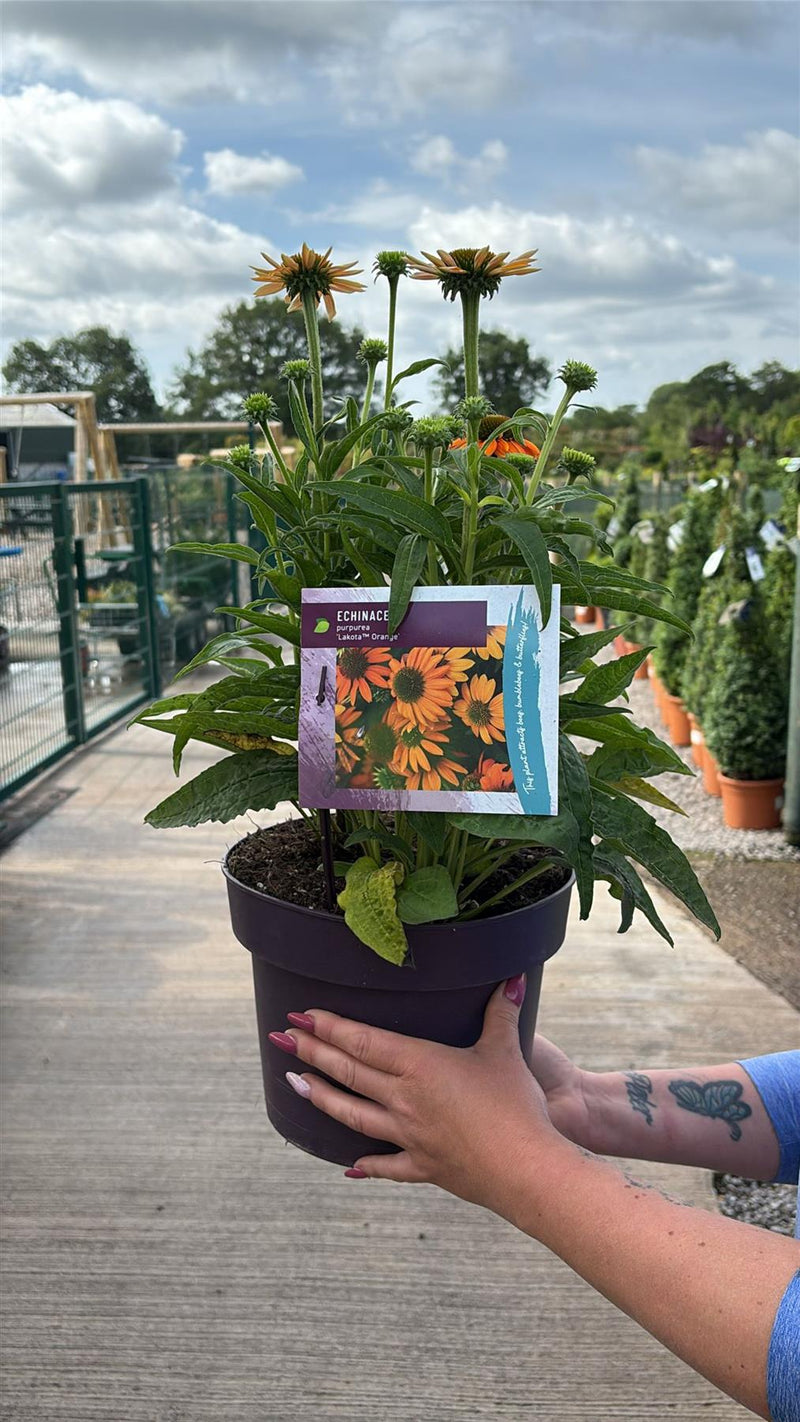 Echinacea Purpurea Lakota Orange 5 Litre Pot