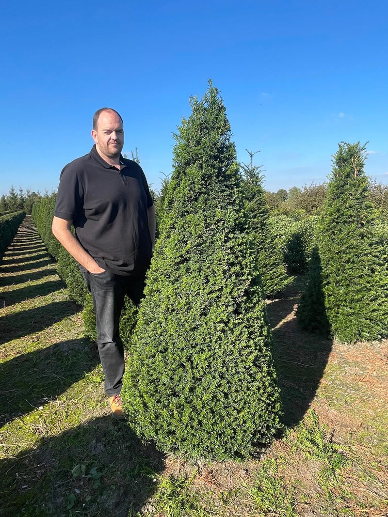 taxus baccata 175 200 Yew Cone