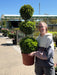 Buxus Sempervirens Trio-Ball Stack 10 Litre Pot