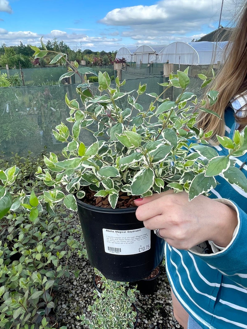 Abelia Magical Daydream 3 Litre pot