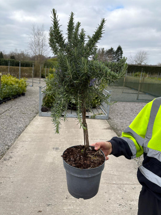 Rosmarinus Officinalis Mini Standard 3 Litre Pot