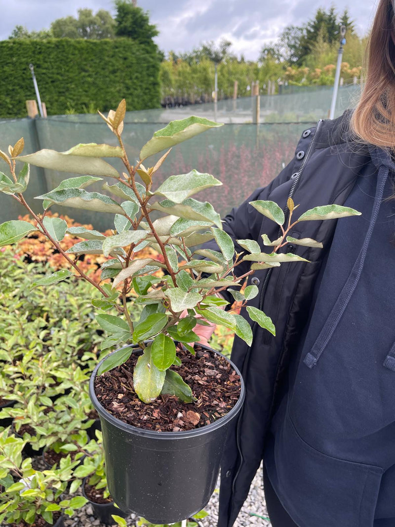 Elaeagnus x Ebbingei 3 Litre Pot