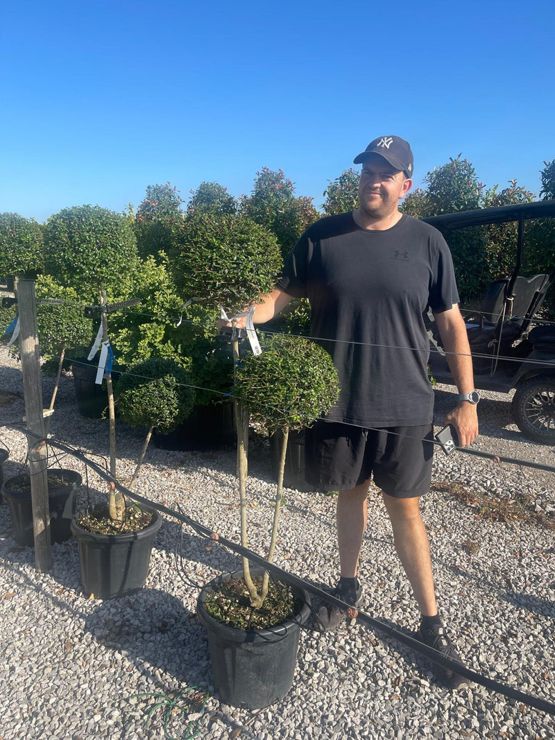 Ligustrum Delavayanum 2 Ball Pom Pom