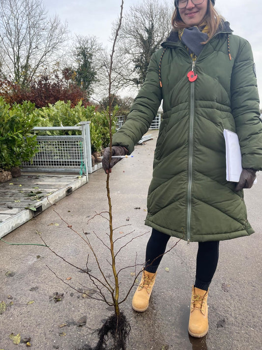 Big Deal Hornbeam Hedging 125/150cm Bare Root x 200 Delivery from November