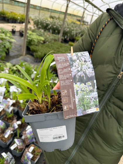 Agapanthus Ever White 2 Litre Pot